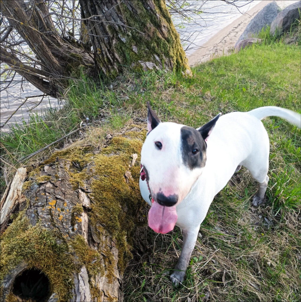 alla conquista del baltico: nuri